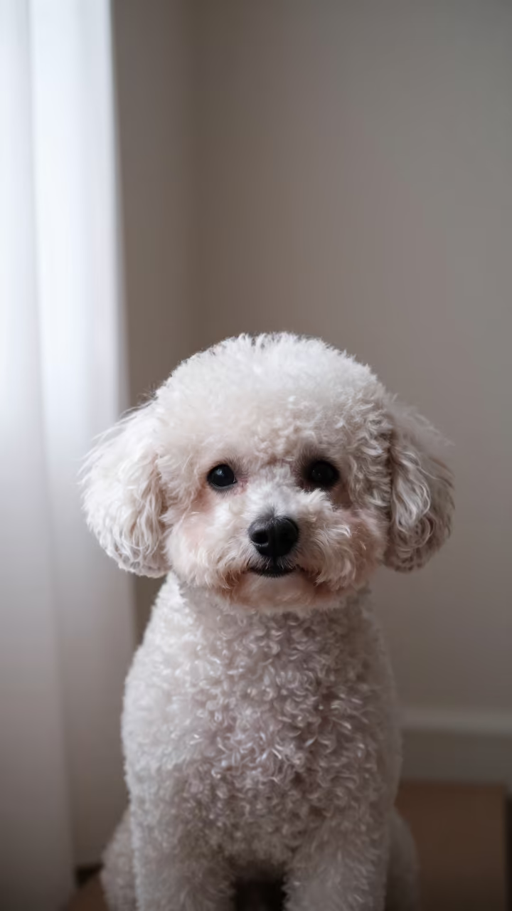 Teacup Poodle Portrait in Soft Window Light in beside a plain plaster wall in soft indoor light with the animal centered in frame near Toamasina