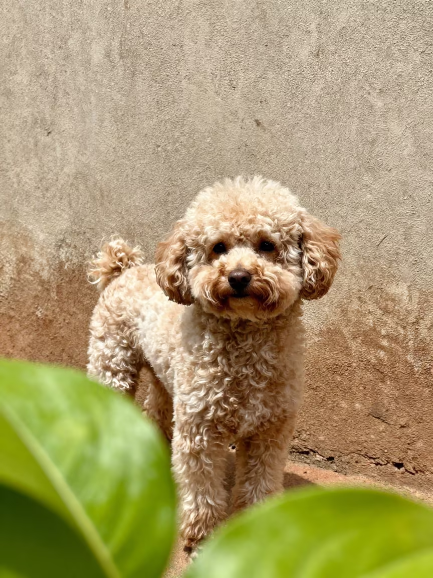 Teacup Poodle Portrait in Vellore Courtyard in beside a plain courtyard wall in clear daylight with the animal at eye level in Vellore