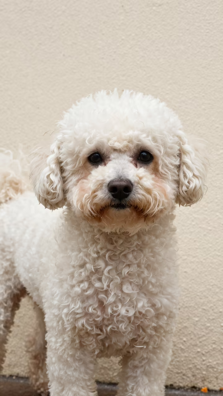 Teacup Poodle Portrait in Yamoussoukro Courtyard in beside a plain courtyard wall in clear daylight with the animal at eye level in Yamoussoukro