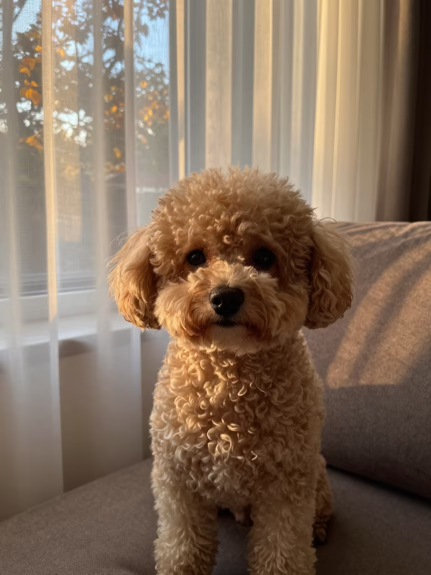 Teacup Poodle Portrait Near Tripoli Window in on a sofa near a curtained window with calm indoor light near Tripoli
