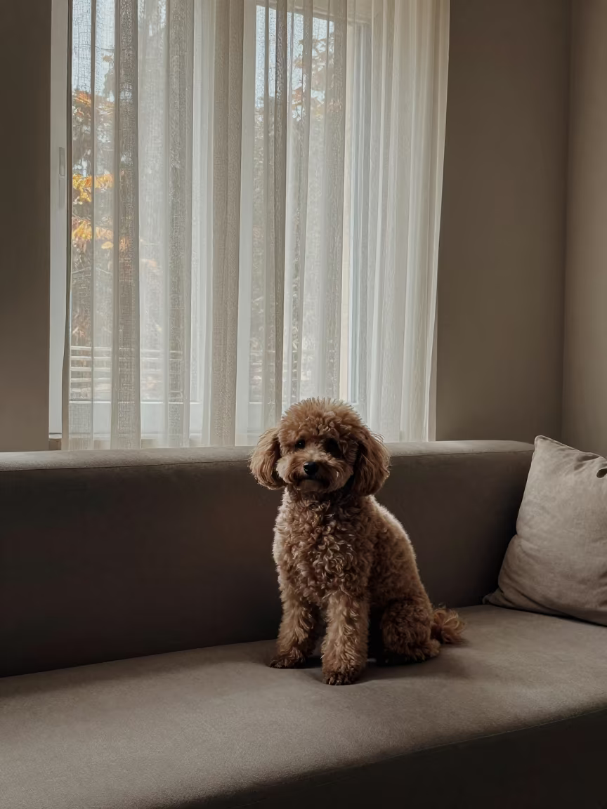 Teacup Poodle Portrait Near Window in on a sofa near a curtained window with calm indoor light near El Mahalla El Kubra