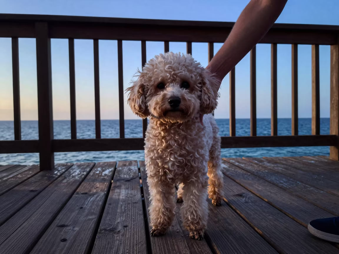 Teacup Poodle Portrait on Arish Porch at Night in on a shaded front porch with boards, railings, and eye-level framing in Arish