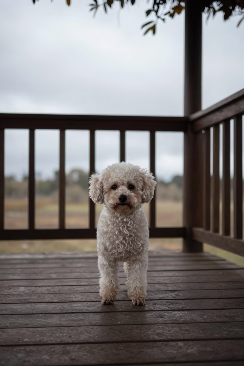 Teacup Poodle Portrait on Encarnacion Porch in on a shaded front porch with boards, railings, and eye-level framing in Encarnacion