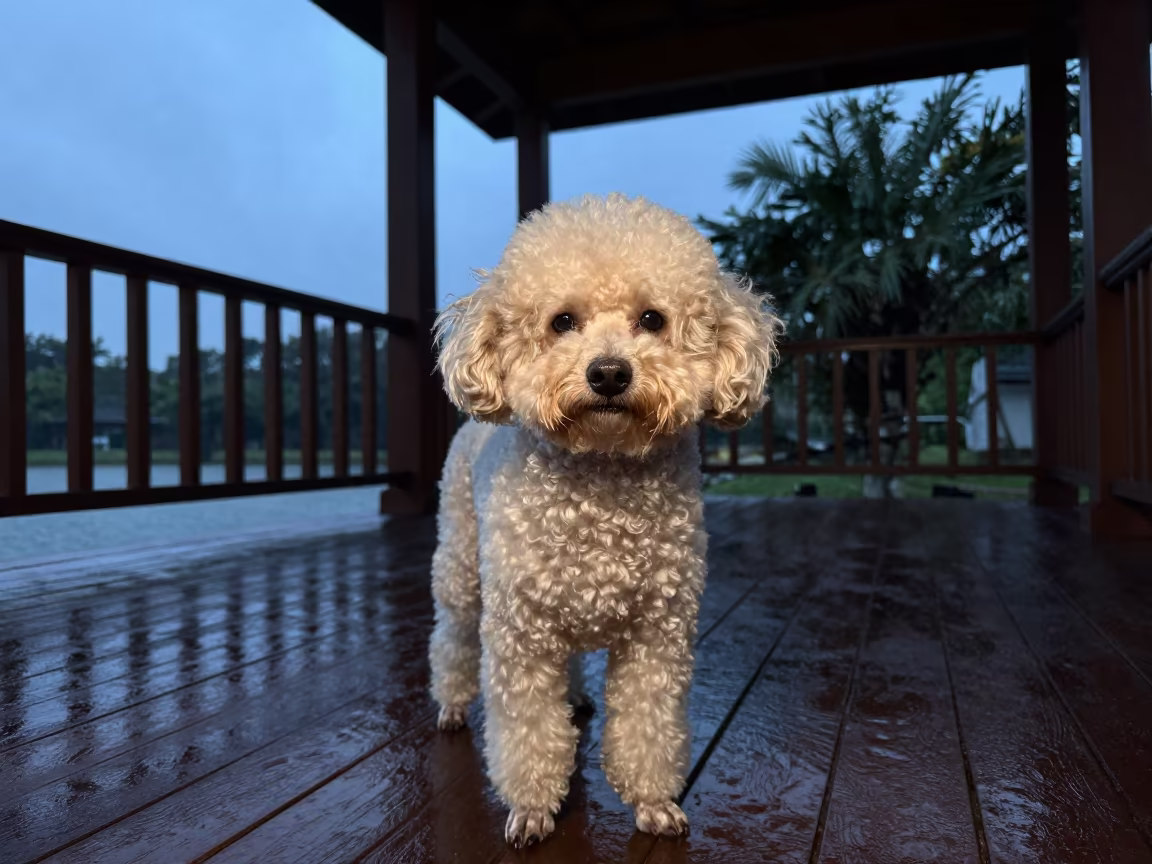 Teacup Poodle Portrait on Haikou Porch in on a shaded front porch with boards, railings, and eye-level framing in Haikou