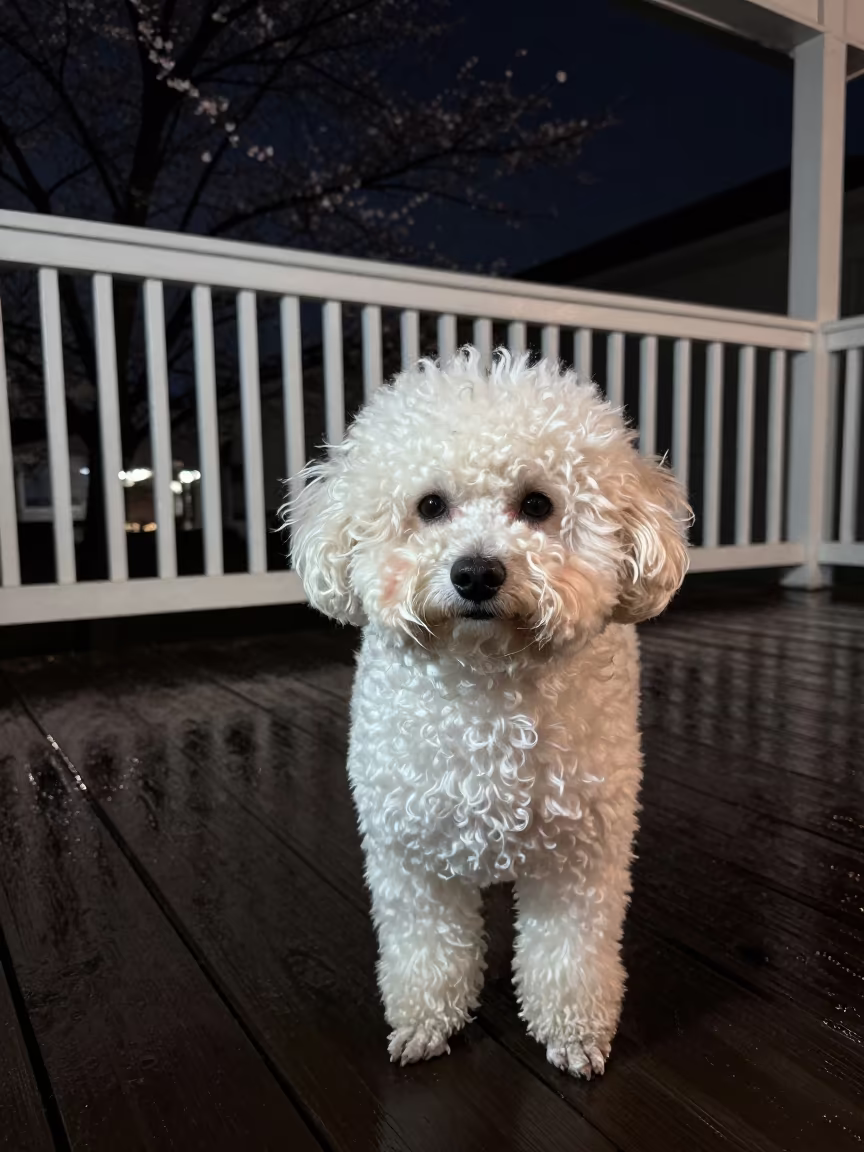 Teacup Poodle Portrait on Sapporo Porch in on a shaded front porch with boards, railings, and eye-level framing near Sapporo