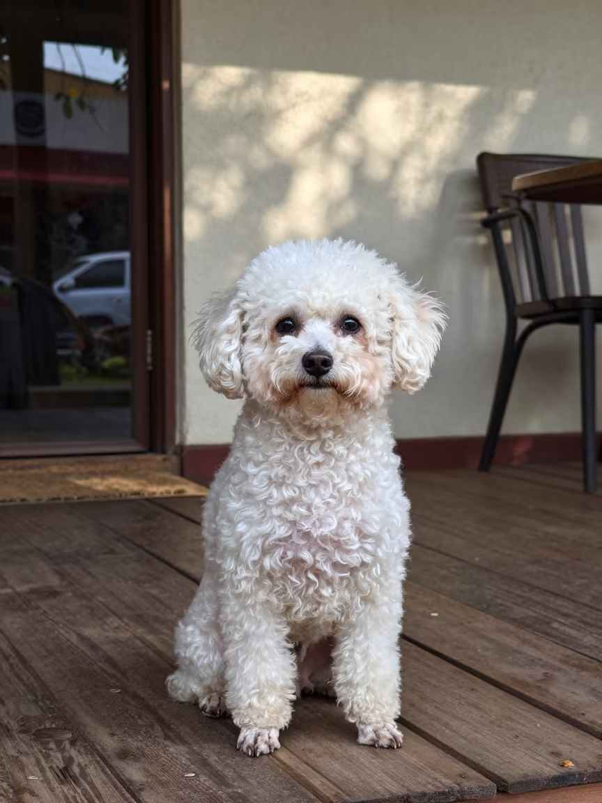 Teacup Poodle Portrait on Shaded Kumasi Porch in on a shaded front porch with boards, railings, and eye-level framing in Kumasi