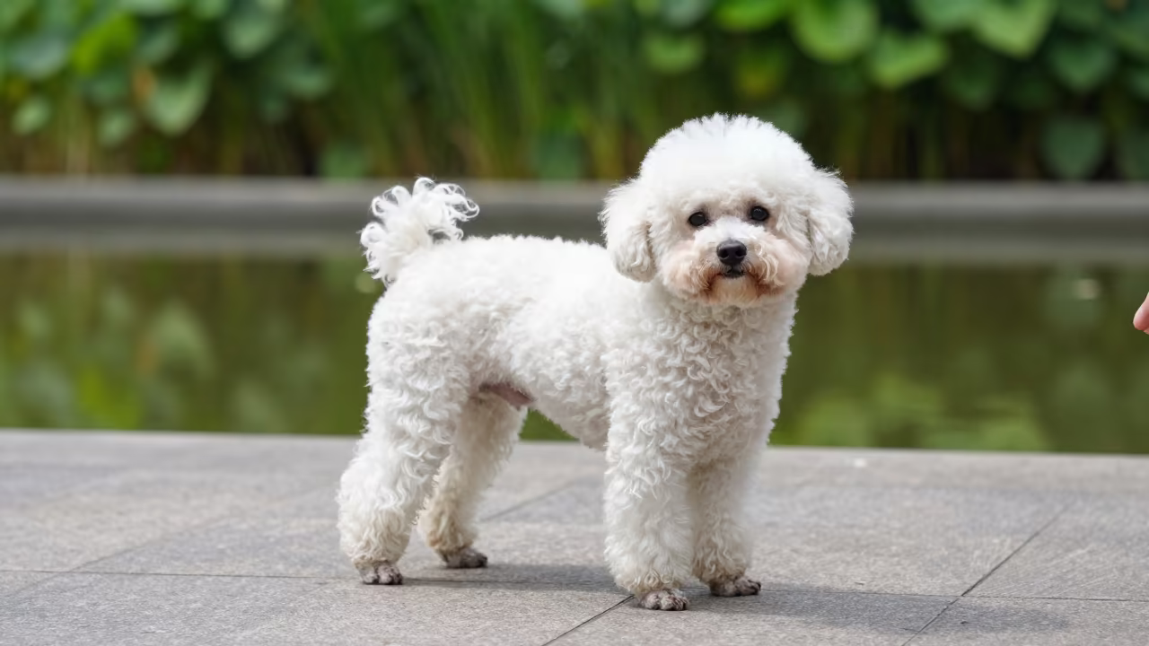Teacup Poodle Portrait on Shanghai Park Path in along a quiet park path with soft open shade and a clean background in Shanghai