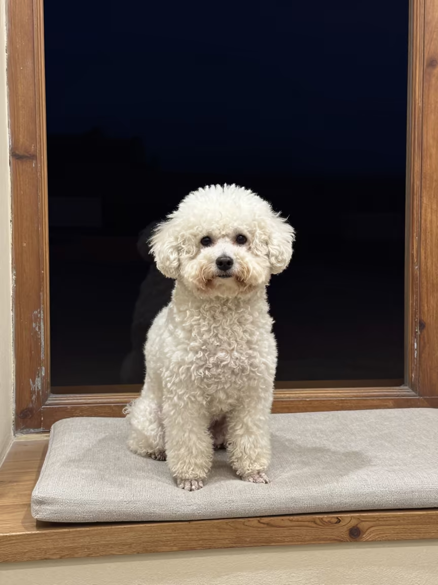 Teacup Poodle Portrait on Window Seat in Zarqa in on a cushioned window seat with soft side light and an uncluttered background in Zarqa