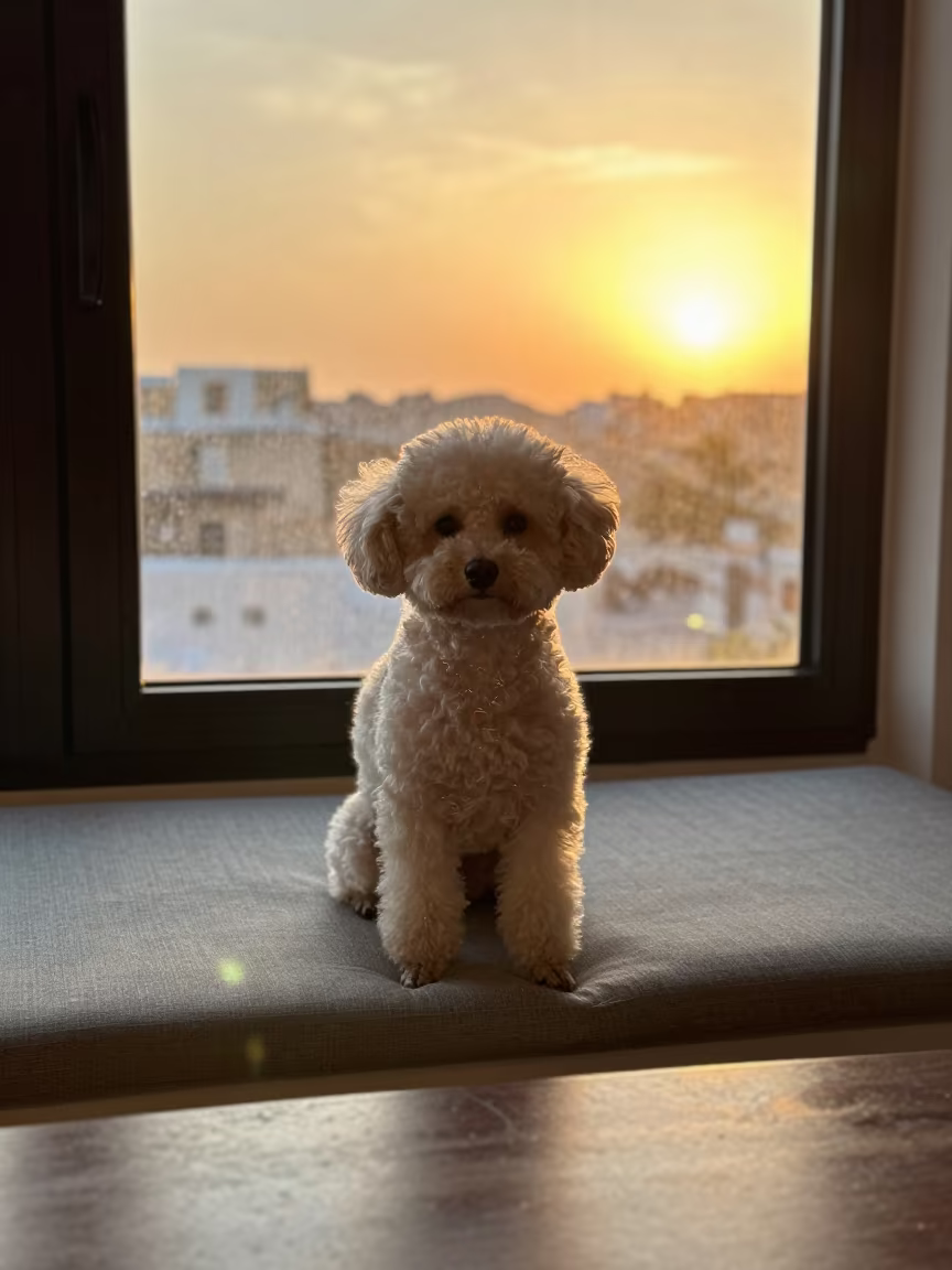 Teacup Poodle Portrait on Window Seat Jeddah in on a cushioned window seat with soft side light and an uncluttered background in Jeddah