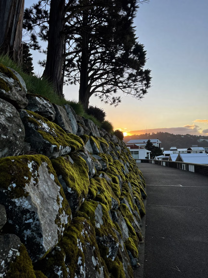 Teak Trees at As First Light Reaches The Scene in Wellington in in Wellington, New Zealand
