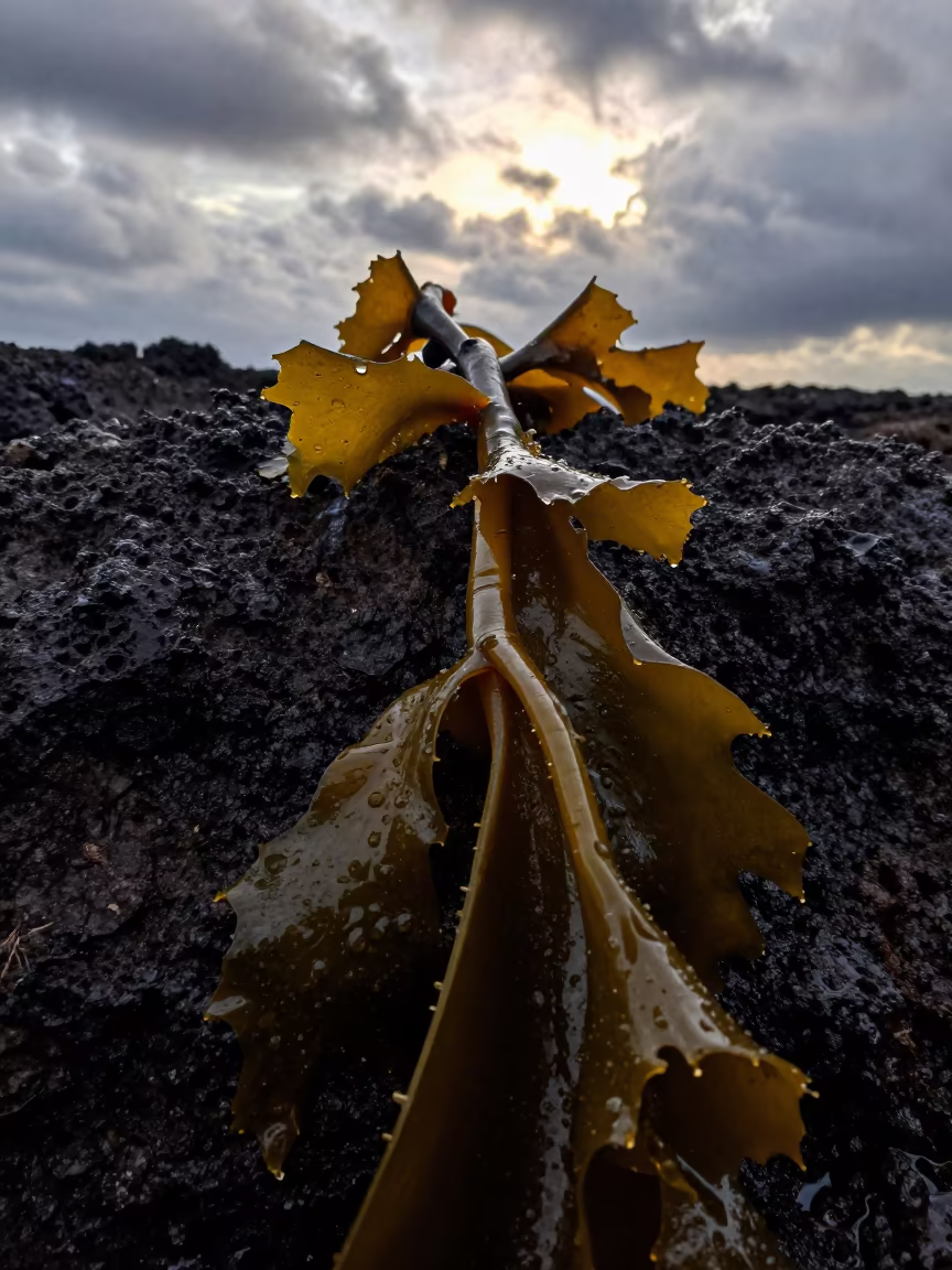 Tender Kelp Holdfast on Indonesian Tidal Rock in in Indonesia