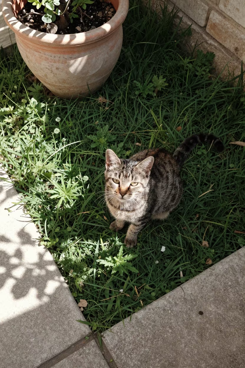 Tennessee Rex Cat in Mersin Garden in in a small yard with clipped grass, calm light, and the animal centered in frame in Mersin
