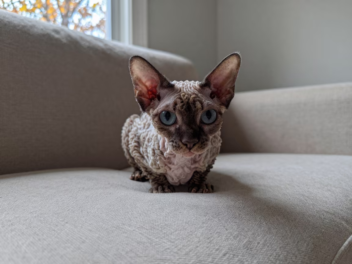 Tennessee Rex Cat on Linen Sofa Morning Light in on a linen sofa with daylight from a nearby window near Jerusalem