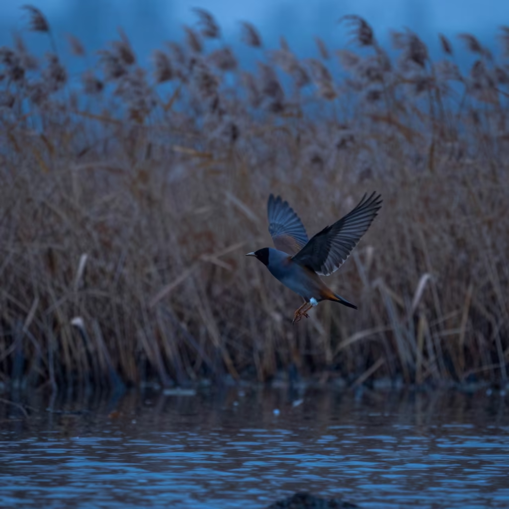 Tern Hovering Over Reed Bed Twilight in at the edge of a reed bed in North Korea