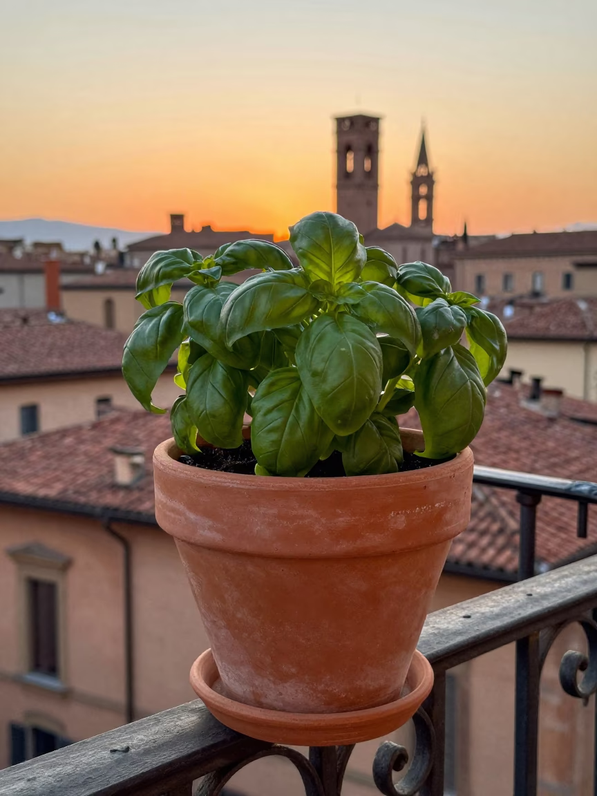 Terracotta Flowerpot in Bologna in in Bologna, Italy