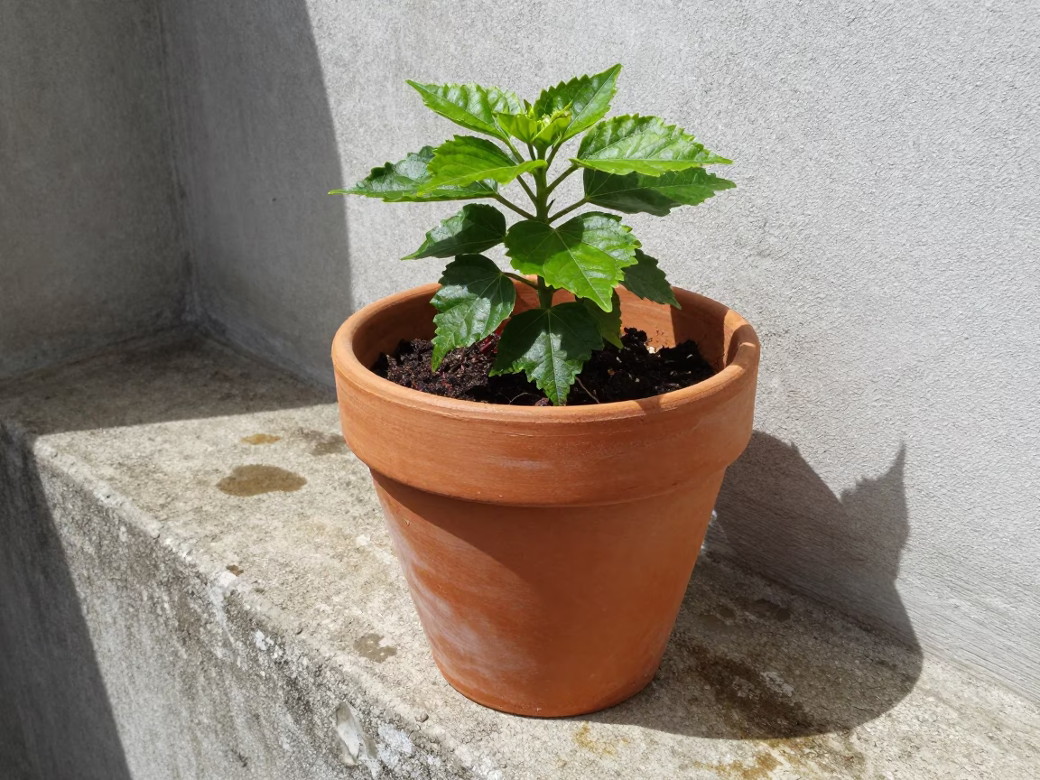 Terracotta Plant Pot in Salvador in in Salvador, Brazil