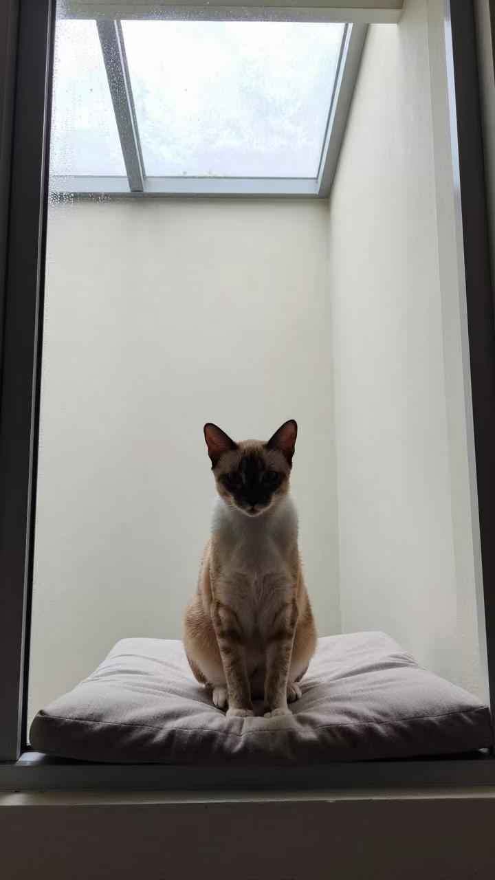 Thai Cat Portrait Noon Window Seat Bangkok in on a cushioned window seat with soft side light and an uncluttered background near Bangkok