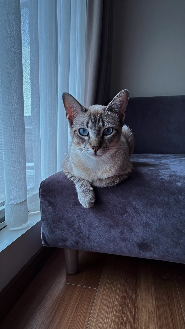 Thai Cat Portrait on Sofa Near Window in on a sofa near a curtained window with calm indoor light near Rattanakosin, Bangkok