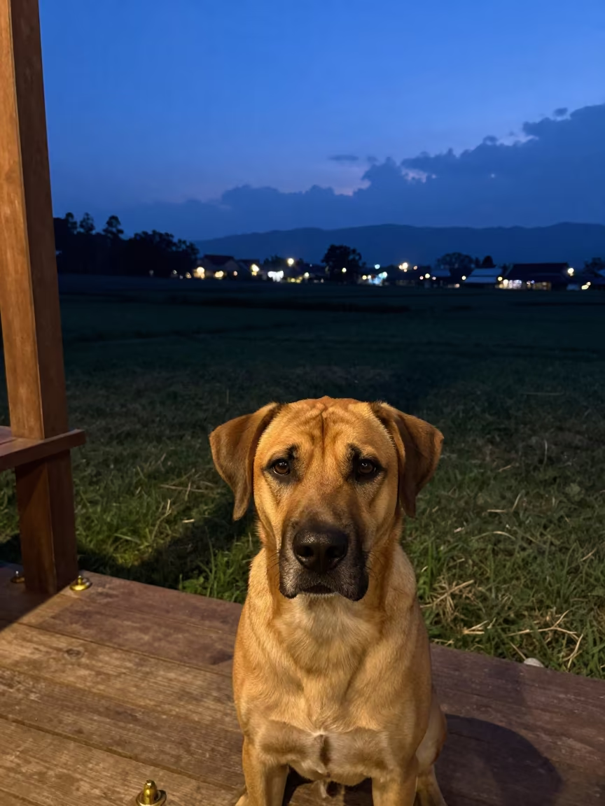 Thai Ridgeback on Porch in Chiang Mai Twilight in in a small yard with clipped grass, calm light, and the animal centered in frame in Nimmanhaemin, Chiang Mai
