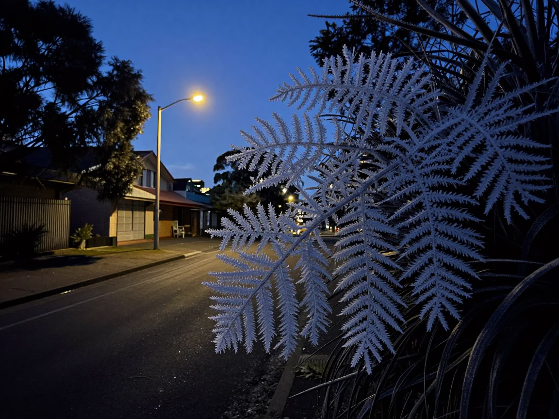 The Predawn Darkness Light on Crystal Patterns in Adelaide in in Adelaide, South Australia, Australia