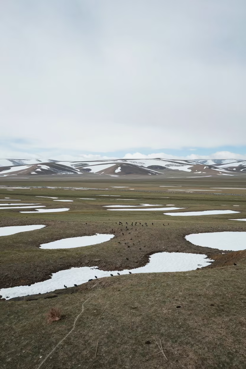 Tibetan Sage Plain Fresh Snow Pockets in in Tibet
