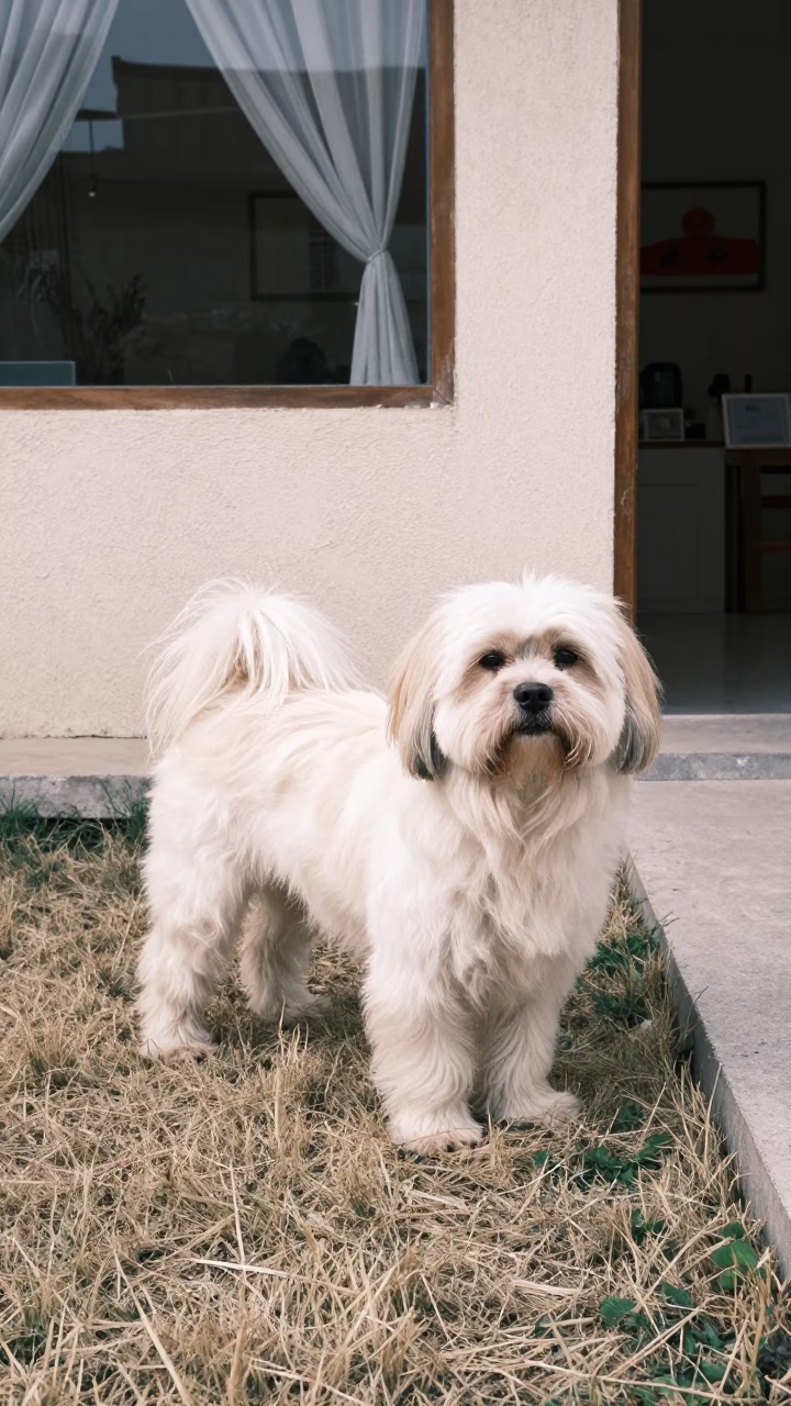 Tibetan Spaniel in Carúpano Yard in in a small yard with clipped grass, calm light, and the animal centered in frame in Carúpano