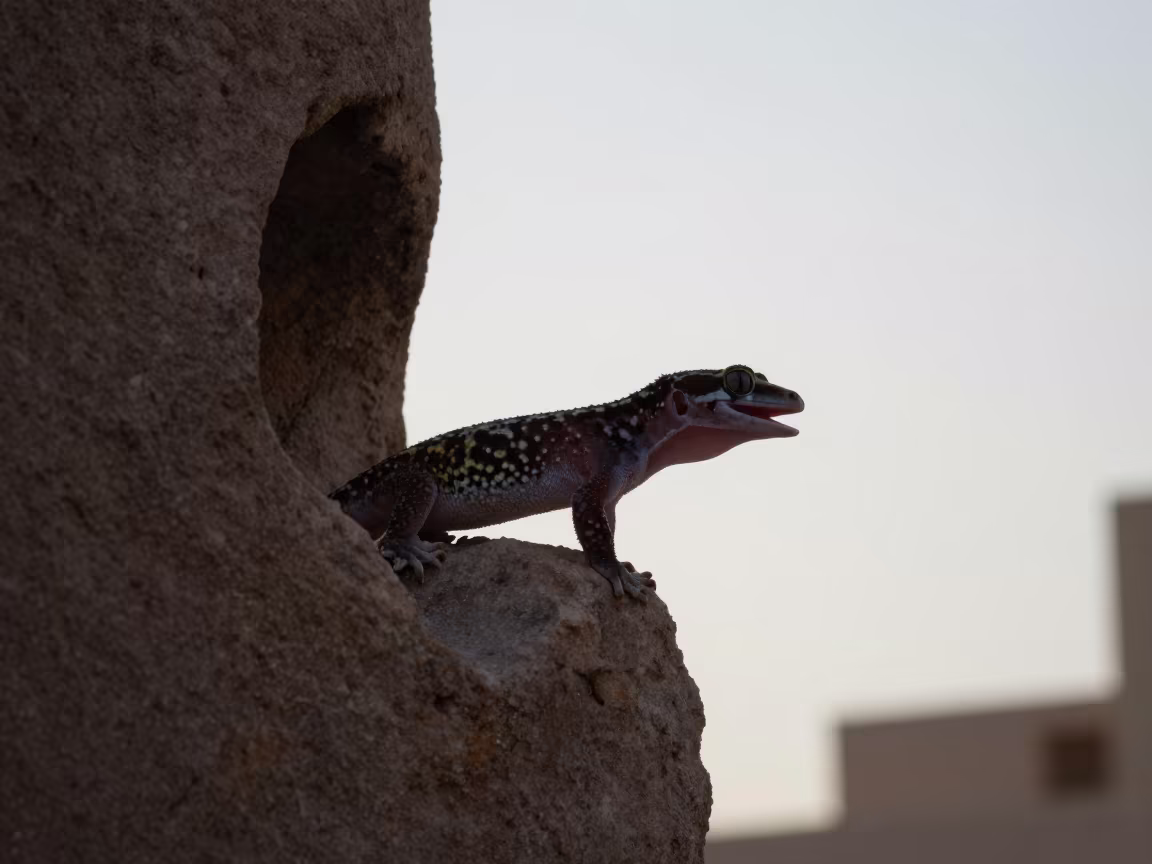 Tokay Gecko Silhouette Calling from Dubai Crevice in near Al Fahidi, Dubai