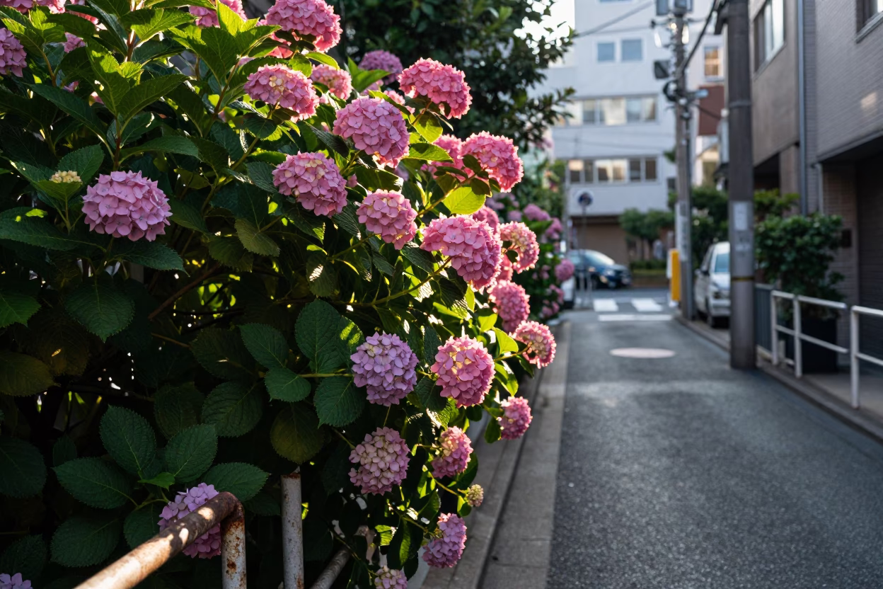 Tokyo Street Photography First Light Hydrangea Bush and Urban Alleyway Scene in in Tokyo, Japan