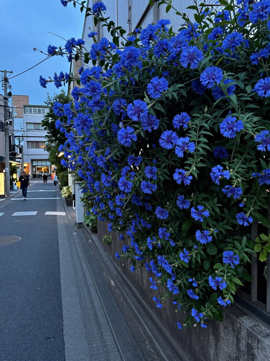 Tokyo Street Scene at Dusk with Plumbago Hedge and Vintage Shop Display in in Tokyo, Japan