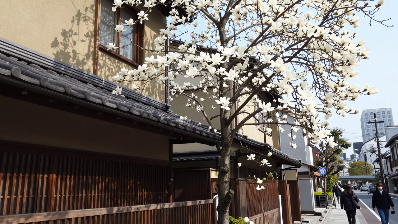 Tokyo Street Scene Midmorning Light with Magnolia Bloom and Traditional Architecture in in Tokyo, Japan