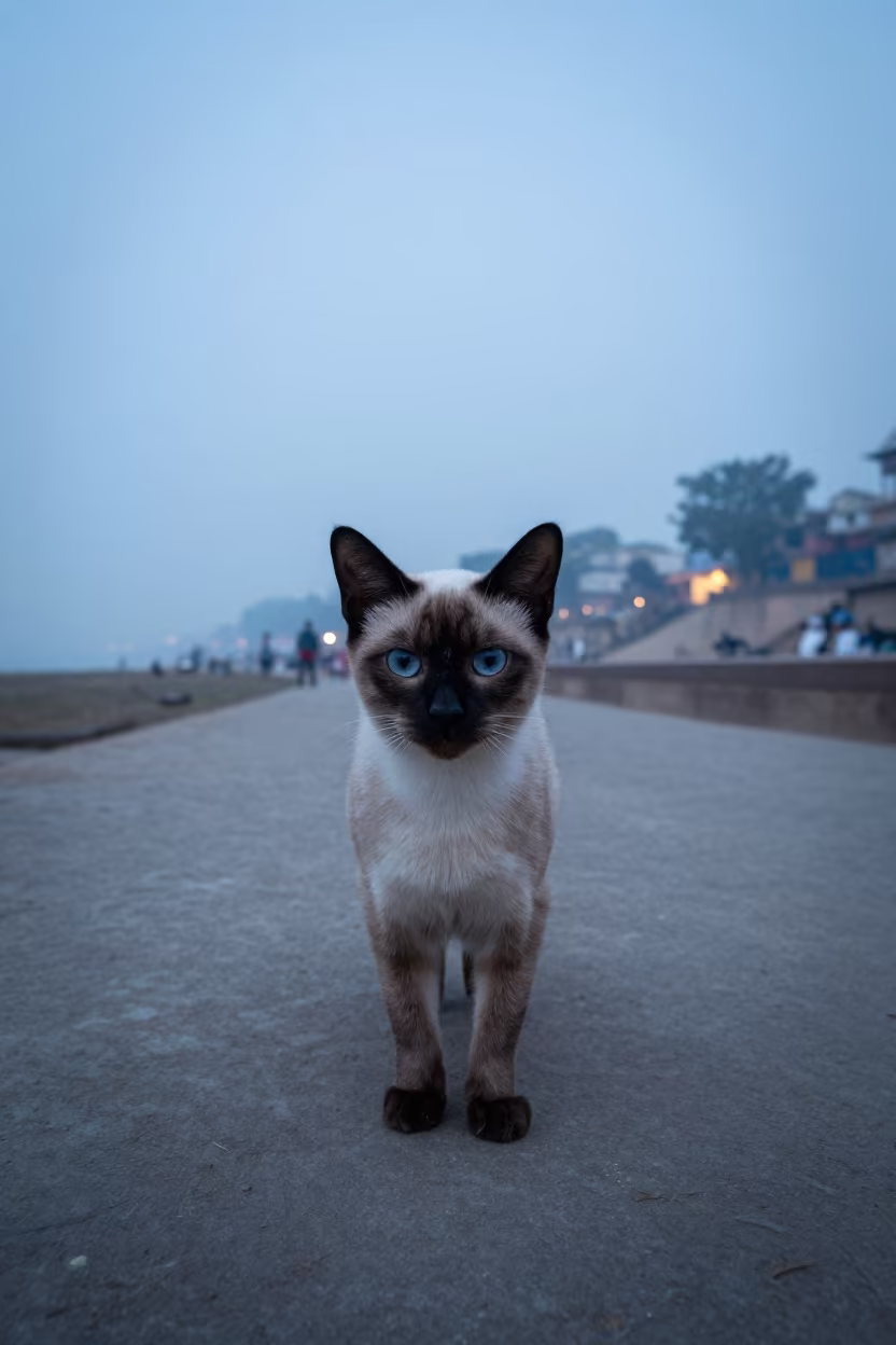 Tonkinese Cat Portrait Along Varanasi Park Path in along a quiet park path with soft open shade and a clean background in Varanasi