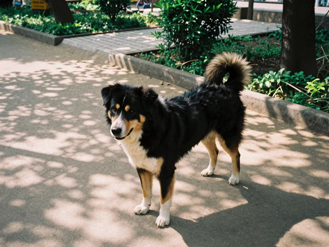 Tornjak Dog on Garden Path in Gokarneshwor in near a garden edge with soft morning light and an uncluttered background in Gokarneshwor