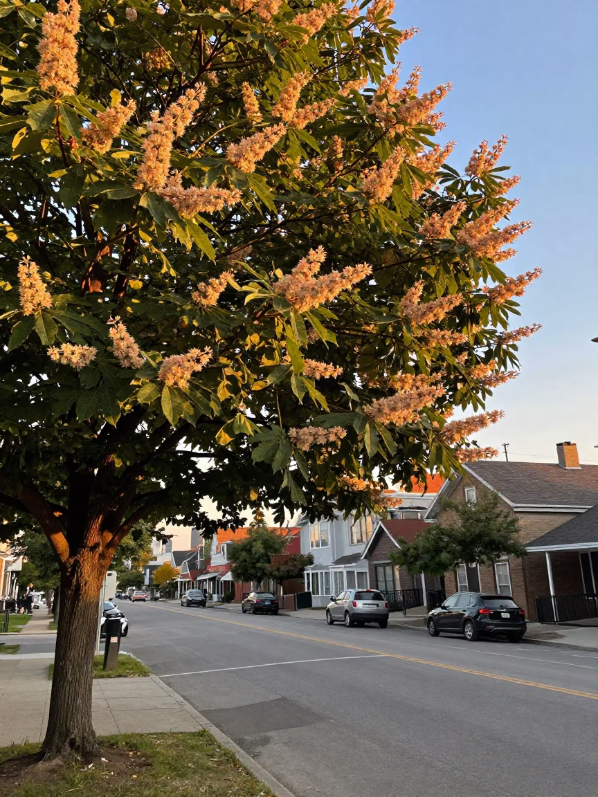 Toronto Evening Street Scene with Chestnut Tree and Leaf Shadows in Honeyed Light in in Toronto, Ontario, Canada