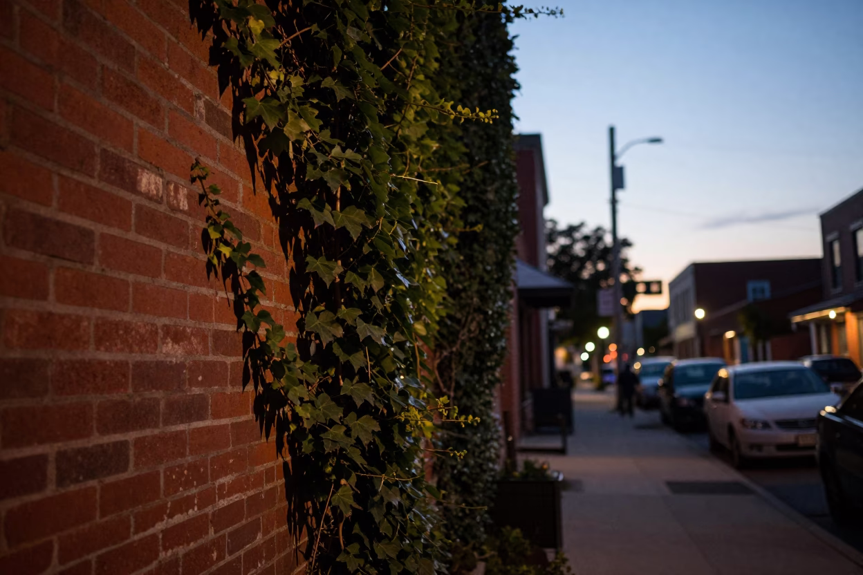 Toronto street scene at twilight with ivy climbing brick wall and wet asphalt in in Toronto, Ontario, Canada