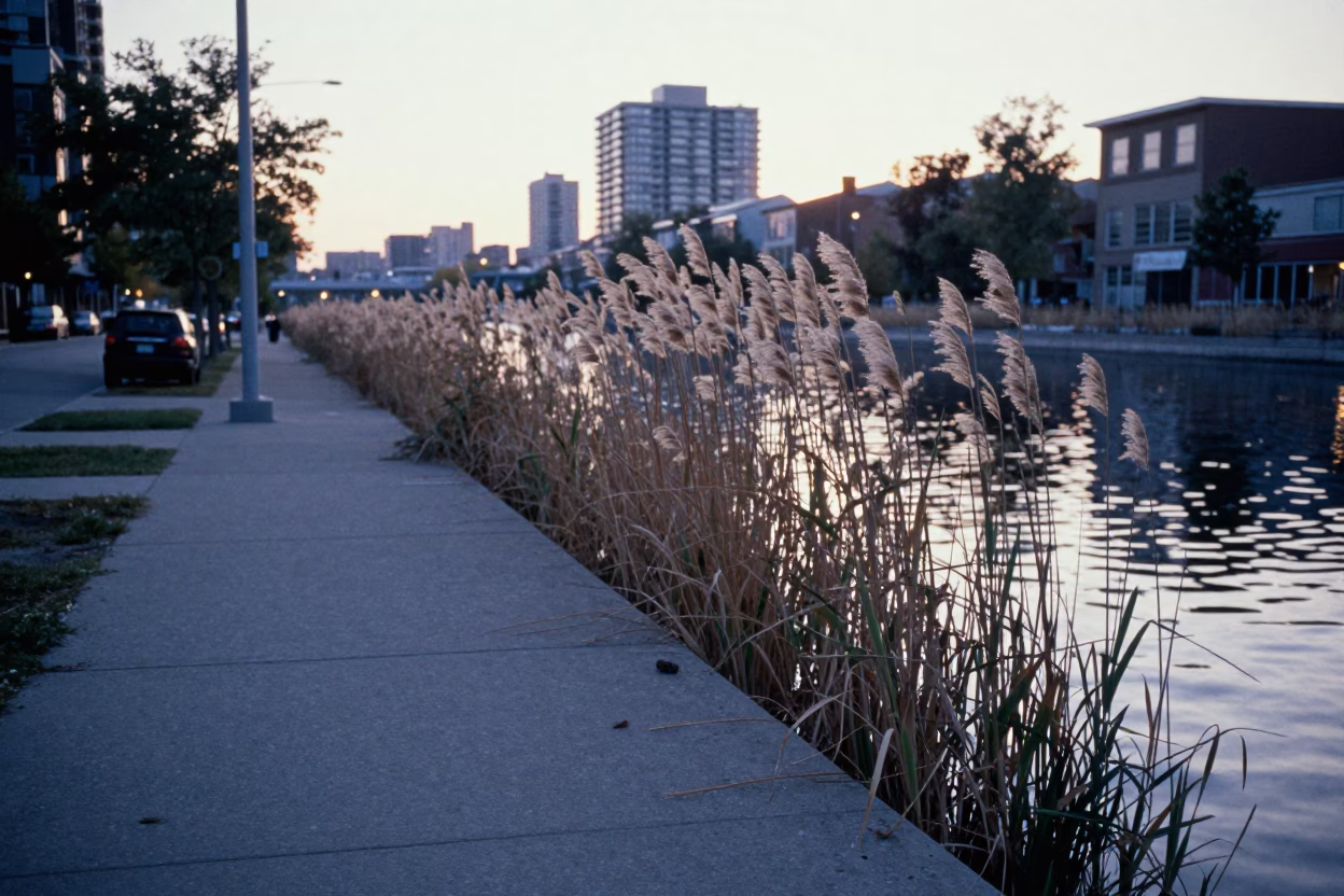Toronto Street Scene Before Sunrise with Reeds Along Concrete Canal in in Toronto, Ontario, Canada