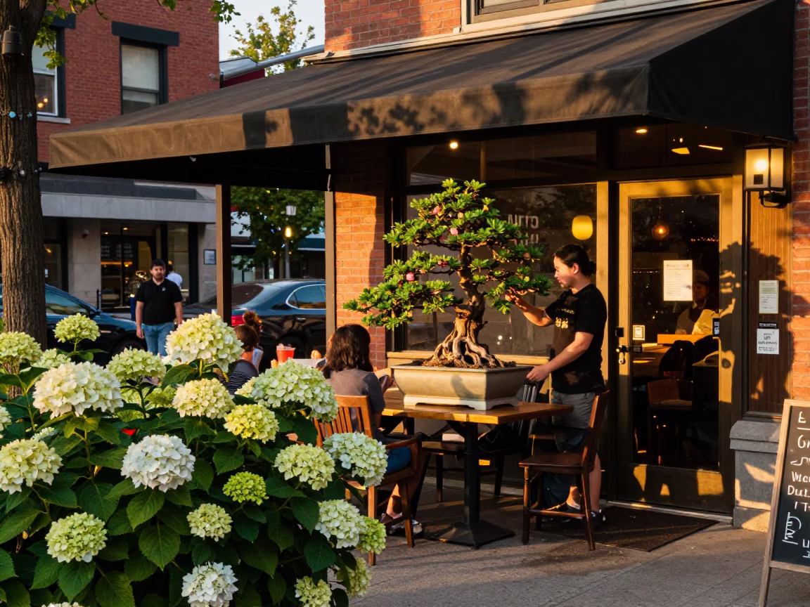 Toronto Street Scene with Hydrangeas and Bonsai Tree in Honeyed Evening Light in in Toronto, Ontario, Canada