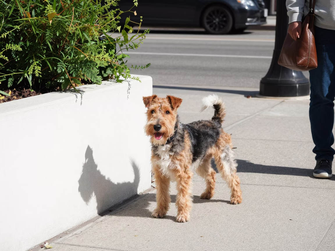 Toronto Street Scene with Wire Fox Terrier and Leather Basketball in Bright Midmorning Light in in Toronto, Ontario, Canada