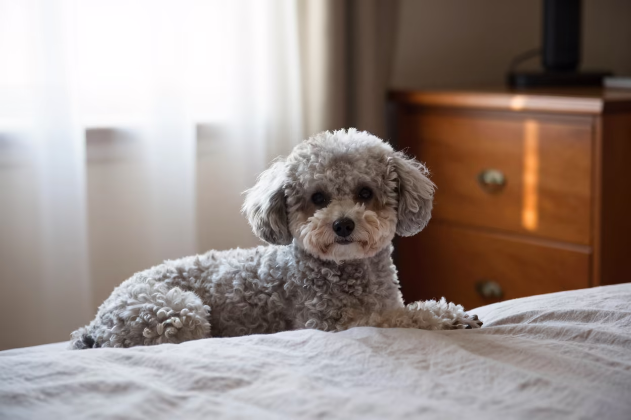 Toy Poodle Resting on Bedspread Near Window in on a bedspread near a bright window with calm indoor light near Xiamen