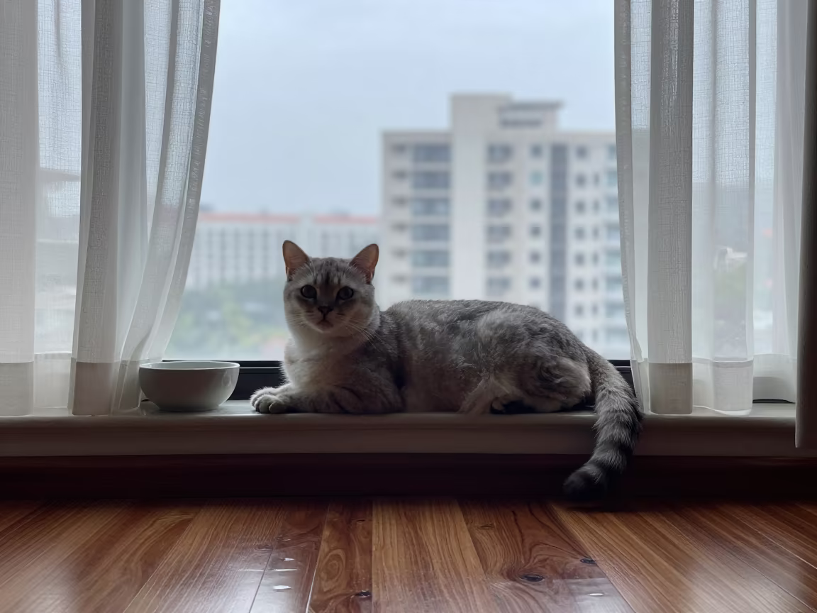 Toybob Cat Lounging on Mumbai Window Seat in on a window seat in a quiet apartment with soft side light near Marine Drive, Mumbai