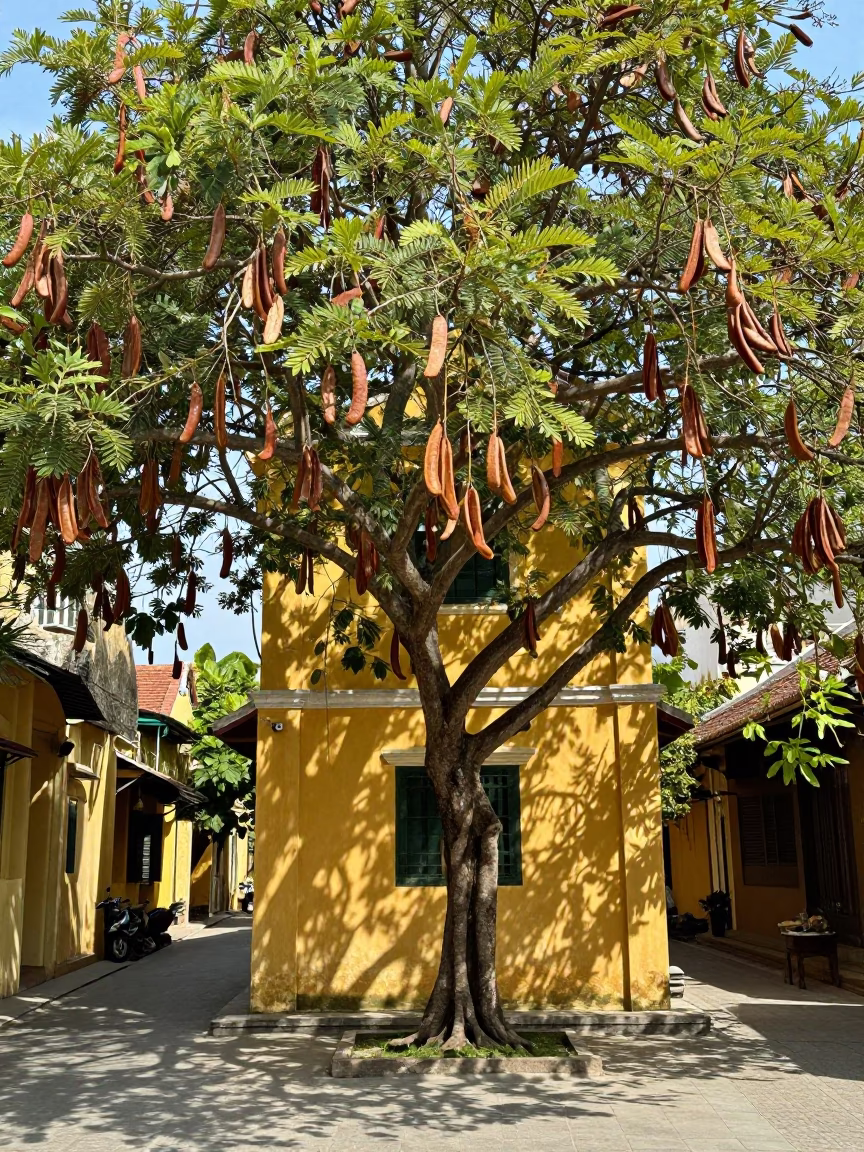 Traditional Hoi An Tamarind Tree with Hanging Pods in Bright Midmorning Light in in Hoi An, Vietnam