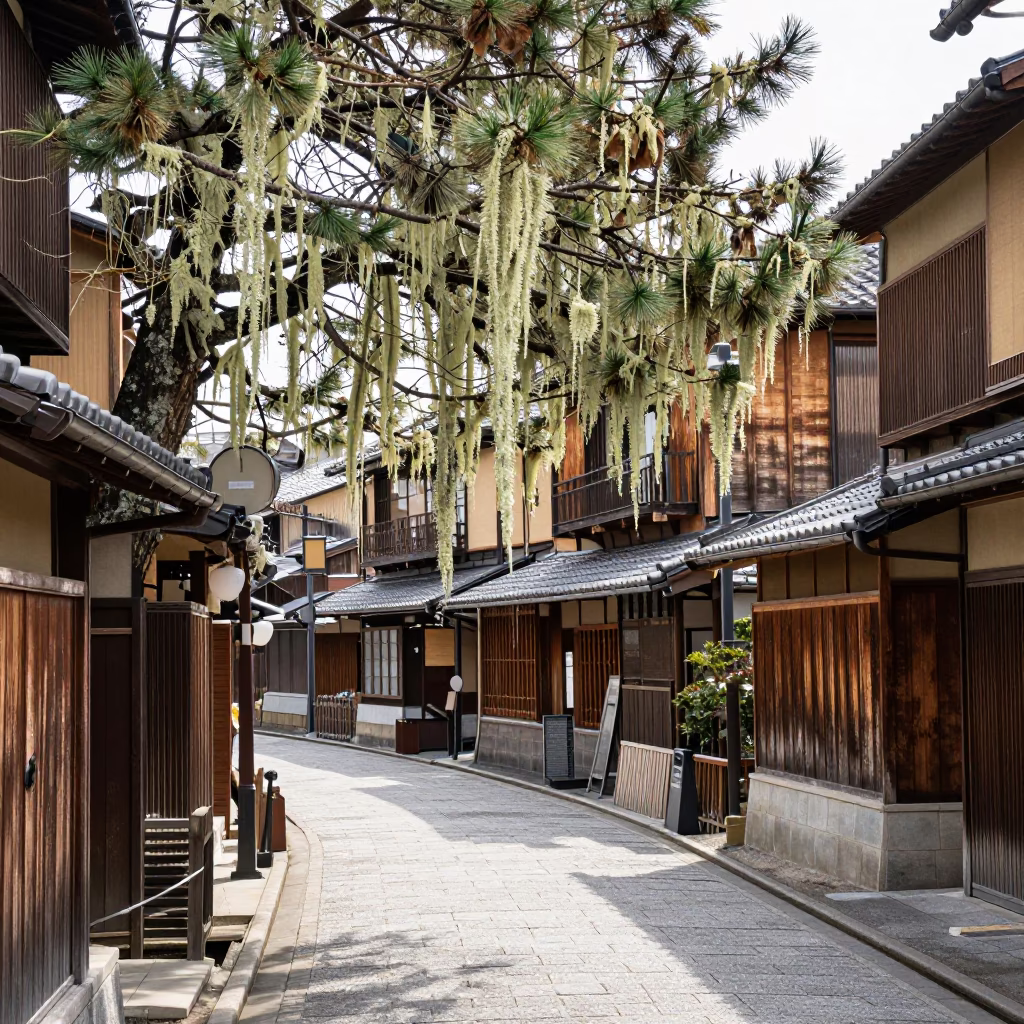 Traditional Kyoto Street Scene with Old Man's Beard Lichen and Toy Poodle at Midday in in Kyoto, Japan