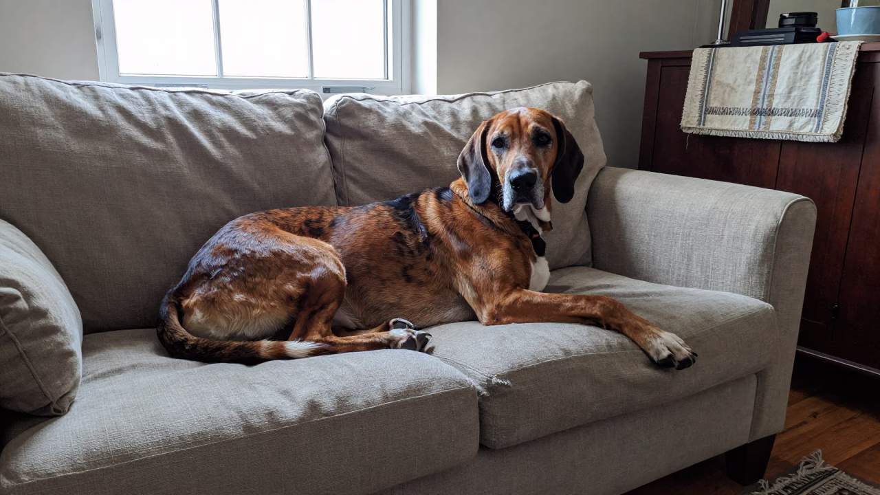 Transylvanian Hound Resting on Linen Sofa in Basel in on a linen sofa with daylight from a nearby window in Basel