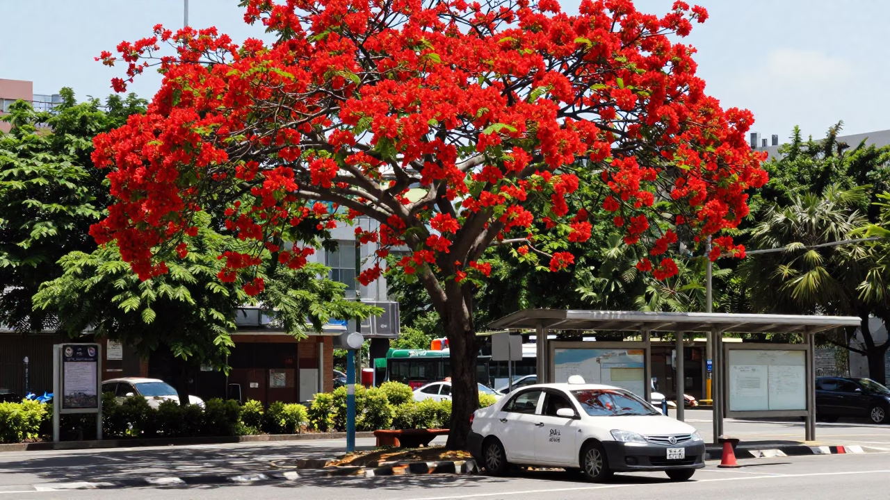 Tree Bloom in Kaohsiung at Midday Light in in Kaohsiung, Taiwan