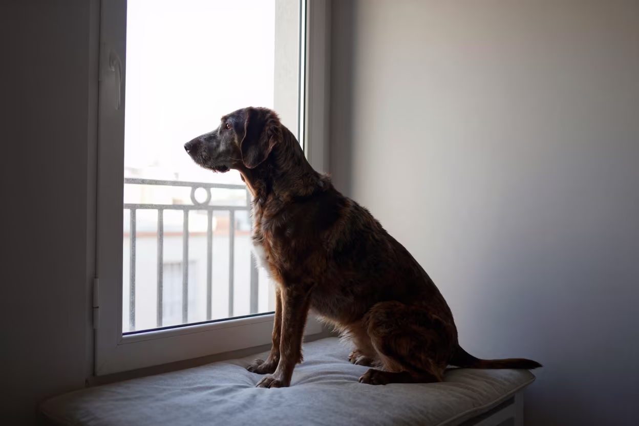 Treeing Walker Coonhound on Buenos Aires Window Seat in on a cushioned window seat with soft side light and an uncluttered background in Buenos Aires