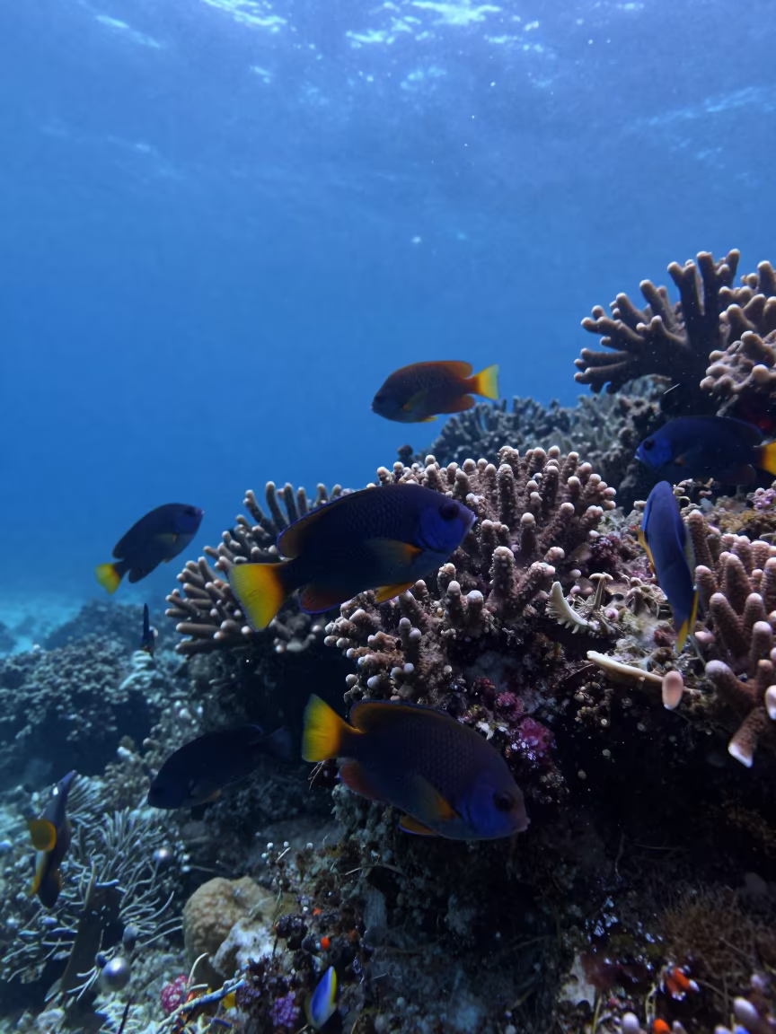 Tropical Fish Swirl Around Coral in Blue Evening Light in along a coral wall with blue water beyond near Zanzibar