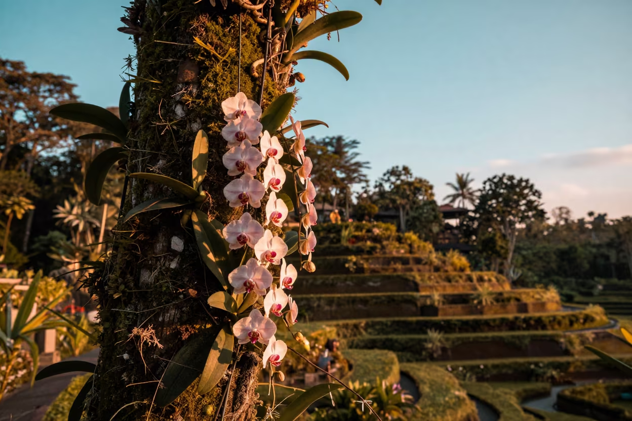 Tropical Orchid Cascade on Mossy Tree in Bali Garden in among terraced garden plots in Bali
