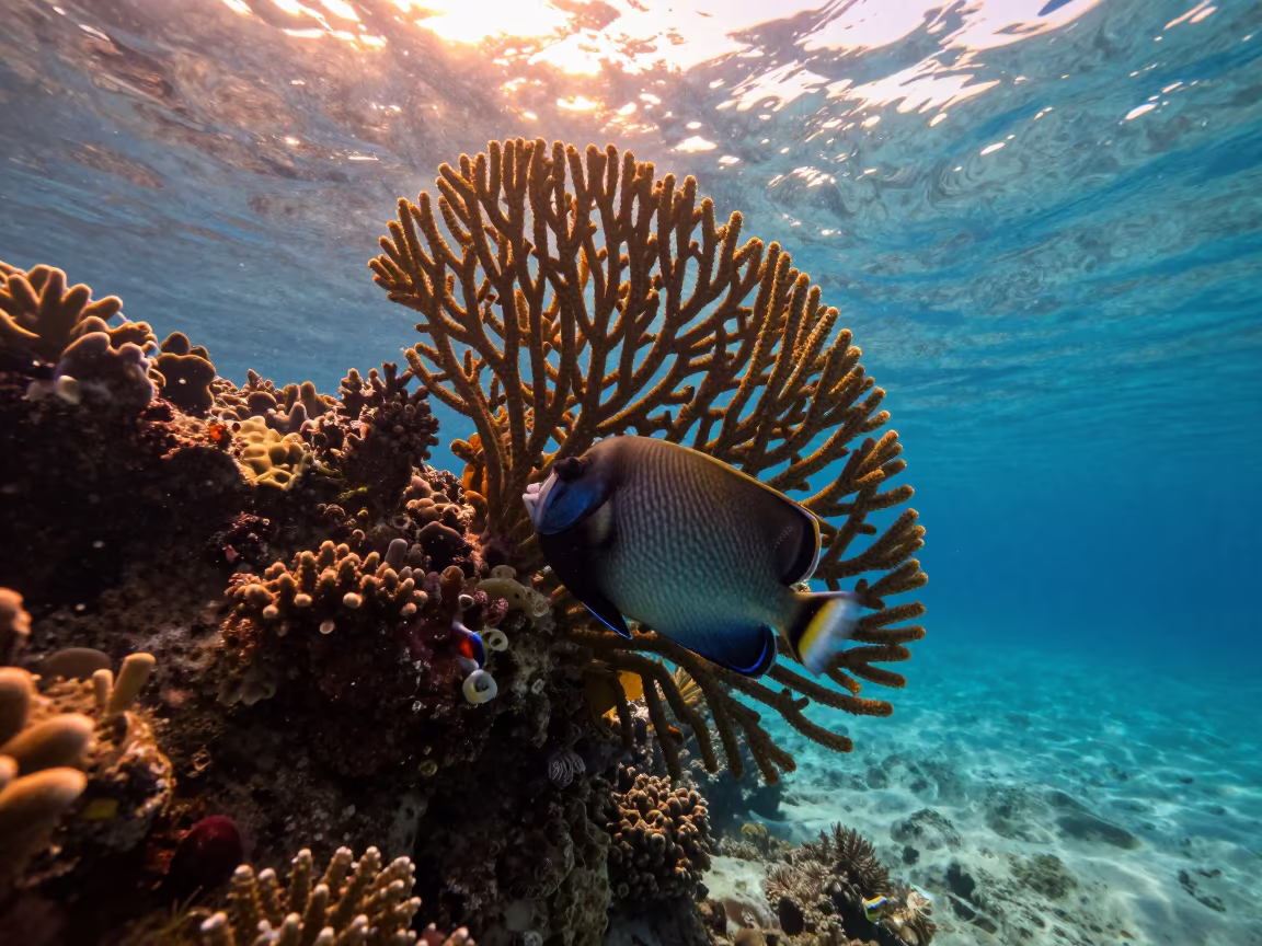 Trumpetfish Hiding Beside Sea Fan in Amber Sunset in along a coral wall with blue water beyond near Belize City