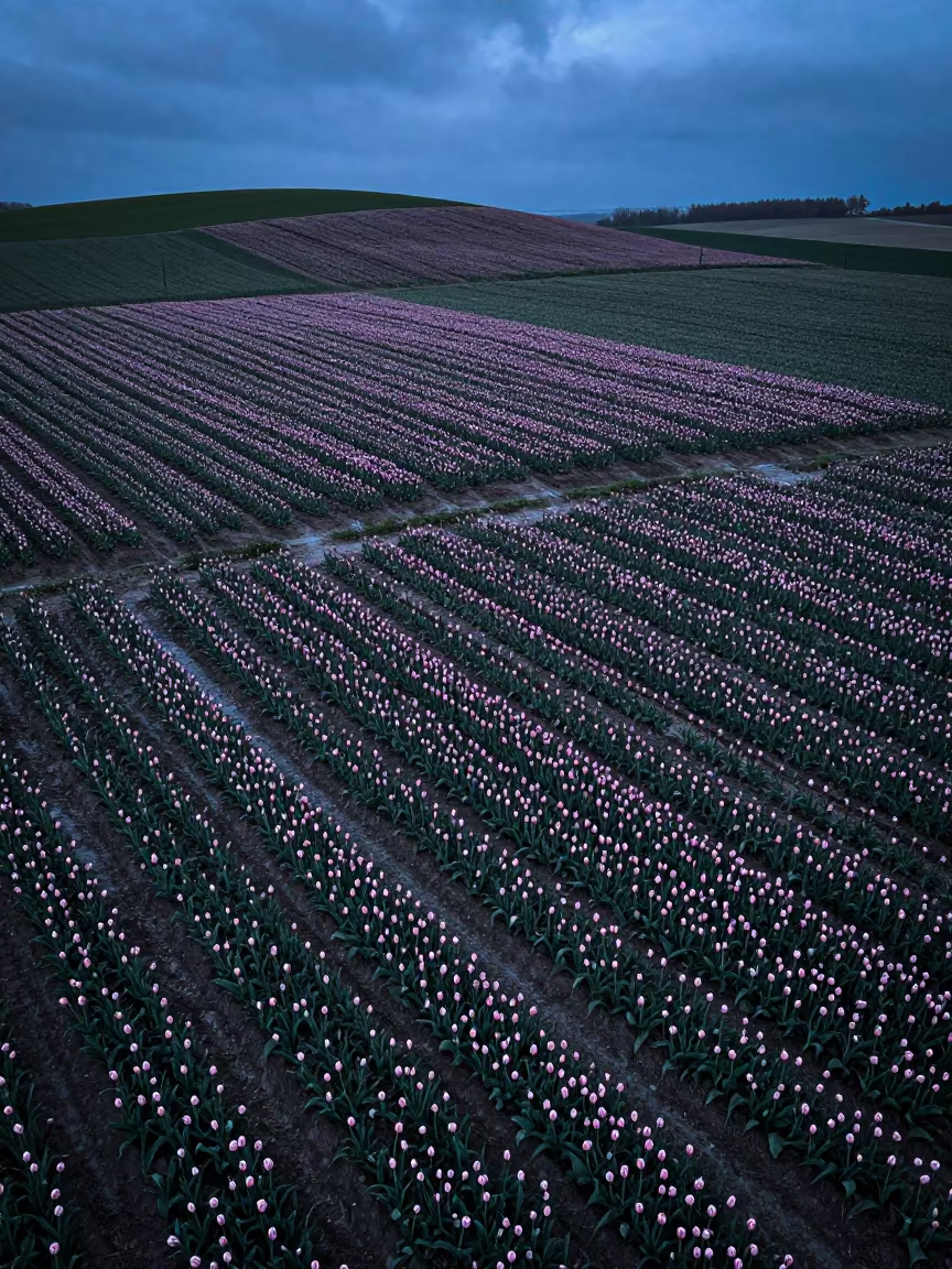 Tulip Bulb Fields Blue Evening Light in from a ridge above layered foothills near Alexandria
