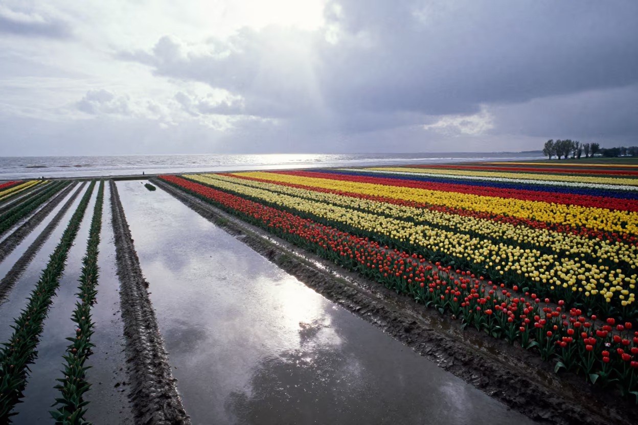 Tulip Fields Shoreline After Spring Rain Jiangsu in along a wave-cut shoreline in Jiangsu