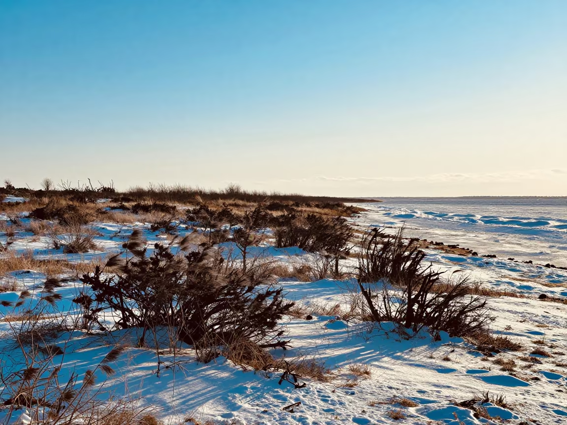 Tundra Shoreline Shrubs Silhouetted Late Afternoon Tohoku in along a wave-cut shoreline in Tohoku
